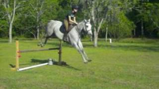 Squire - Flatwork and Jumping