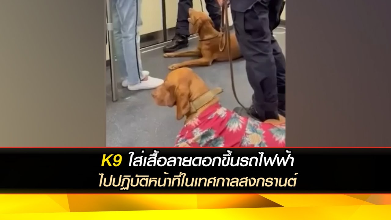 K9 ใส่เสื้อลายดอกขึ้นรถไฟฟ้า ไปปฏิบัติหน้าที่ในเทศกาลสงกรานต์