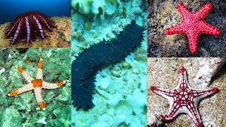 ECHINODERMS (Starfish + Sea Cucumbers): 12 Amazing Traits!