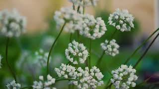 Lagu rohani terbaik 2026,,\