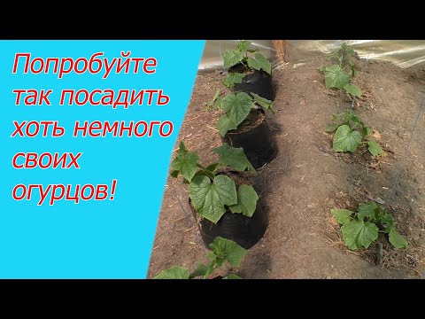 Три способа выращивания огурцов: об этом вам нигде больше не расскажут!