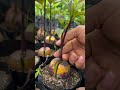 Poda de aguacate en semillero 🌱!! Importante para tener árboles fuertes y sanos y muy productivos