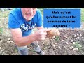 Engrais Pour Pomme De Terre