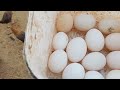 إزاي استقبل بيض البط البلدي إزاي اعمل مكان ترقد فيه البط 