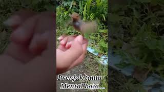 suara prenjak tamu tarung||prenjak atas mental baja