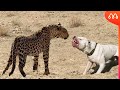 LEOPARDO vs DOGO ARGENTINO: QUEM VENCE ESSA BATALHA? Leopard x Argentine Dogo