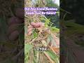 Did You Know Bamboo Seeds Can Be Eaten? #shortvideo