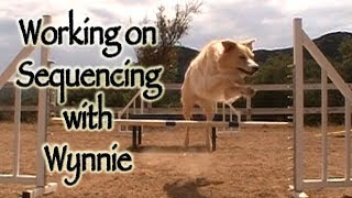 Dog Agility Sequencing - Jumps and Table (with Wynnie)