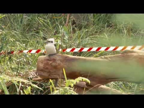 Gardening Australia S27E21 Hollows For Habitat - featuring Mosman Council