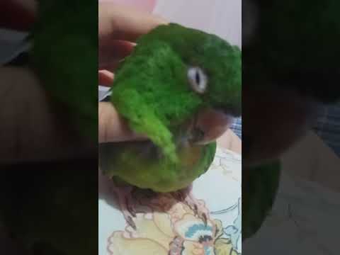 Vídeo: Com mantenir els ocells (amb imatges)