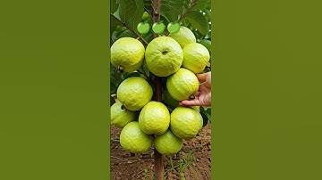 🌿Grow Guava Tree Faster with These Simple Tips! #guava #fruittree #video #block