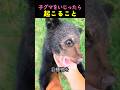 What Happens If You Mess With A Little Bear Cub