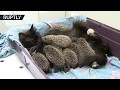 Fur & needles: Cat adopts orphaned baby hedgehogs