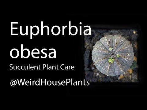 Video: Euphorbia Obese (16 Nuotraukų): Euphorbia Obesa Aprašymas Ir Priežiūra Namuose