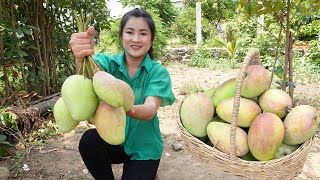 Pick Purple Mango In My Village For My Recipe / Yummy Purple Mango Recipe / Cooking With Sreypov