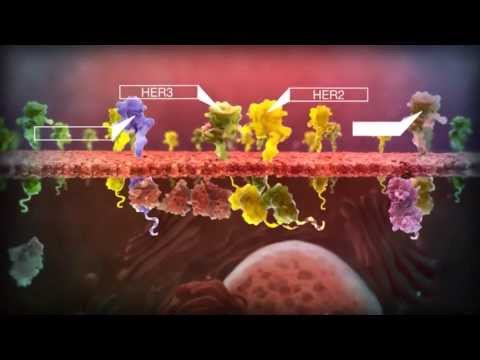 Vídeo: Atualização Sobre O HER-2 Como Alvo Para Terapia Do Câncer: Estratégias Alternativas Para Direcionar O Sistema De Fatores De Crescimento Epidérmico No Câncer