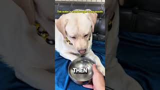 Bro Regretted Saying NO 💀🐶