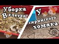 Уборка в клетке у хомяка|сирийский хомяк|СВИНКИ с МОРЯ