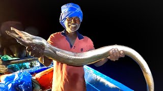 Catching Eel Fish in the Deep Sea