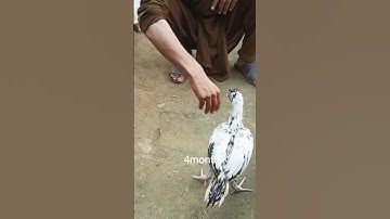 1month for 6month #shorts #shortvideo #aseel #jawa #murgh #sale #viral #viralvideo #chicks