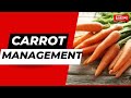 Carrot Management practices. Kitchen gardening.