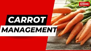 Carrot Management practices. Kitchen gardening.