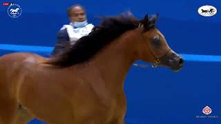 N.37 Nashmia Al Bedaa - Dubai International Arabian Horse Championship 2021 - Fillies 2 Years Ol...
