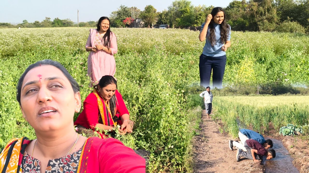 વાડીએ વટાણા ની મોજ 