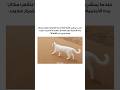 طريقة مشي القطط أدق مما نتخي ل كل خطوة في مكان الخطوة السابقة تمام ا 