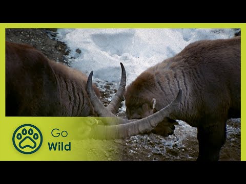 The Four Alps - Go Wild