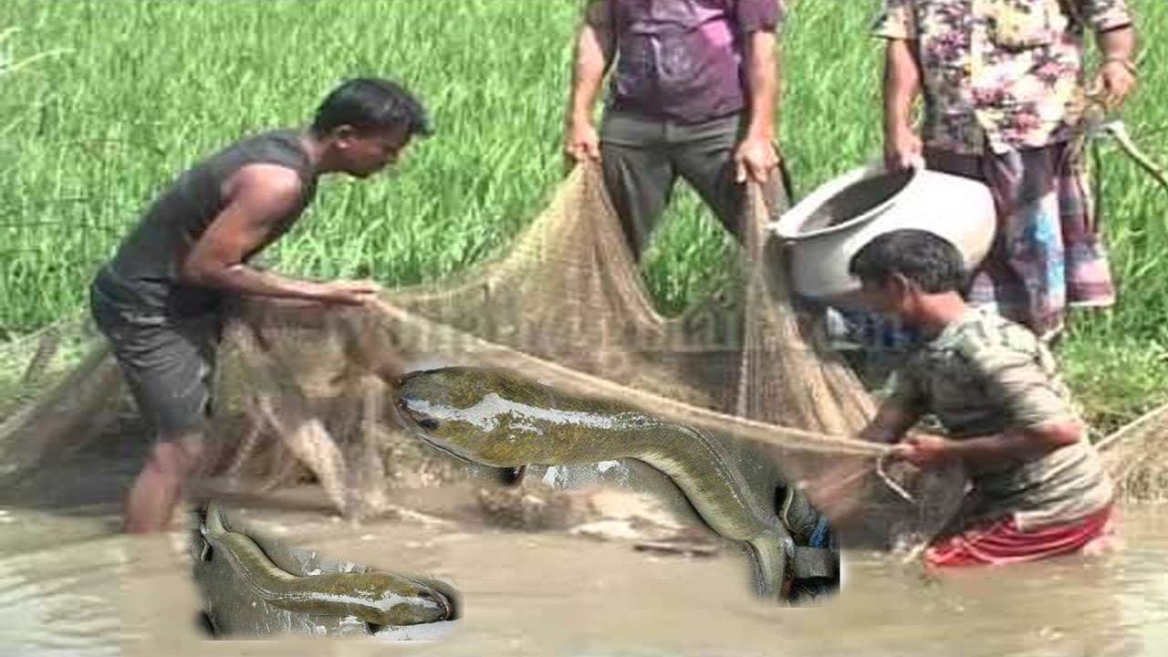 Amazing Fish Trap - How to Catch fish Using The Net at Kompong Spue
