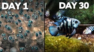 Polar parrot fish Growth🤯 || Day 1 to Day 30