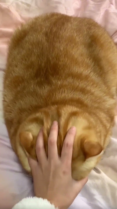 Kemalasan sang KUCING #catlover #kucinglucuterbaru #cutecat