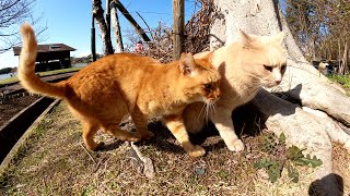 2匹揃ってモフられに来る仲良し猫コンビが可愛すぎる