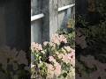 #Amazing Bougainville Collection # বেগনবেলিয়া ফুল...