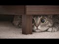 You Will Laugh in 60 Seconds – The Cutest Cat Challenge 😂🐱 (99% Impossible)”