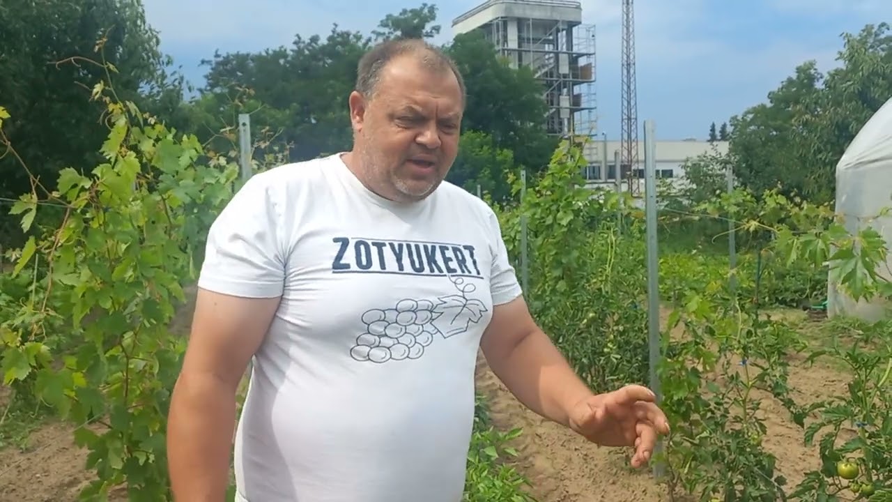 Zotyukert 77. ‐ A szőlő repedése, gyűrűzése és oltásának eredménye 