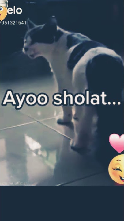 cara kucing ini Mengeong Bikin Merinding || Ngajak Sholat Mau Kiamat 🤭🤗