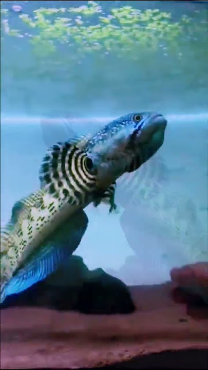 Channa Auranti // story wa jedag jedug ikan channa // shorts video