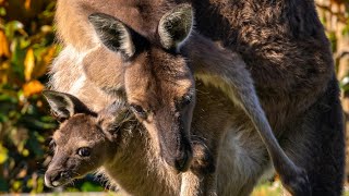 Kangaroo(Australian National animal)#national animal#australia #animals #kangaroo #information#wild 
