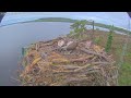 Llyn brenig osprey nest
