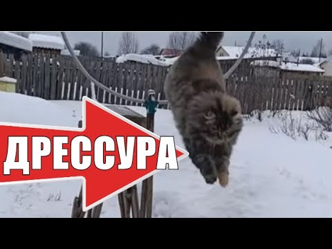 Самая умная кошка