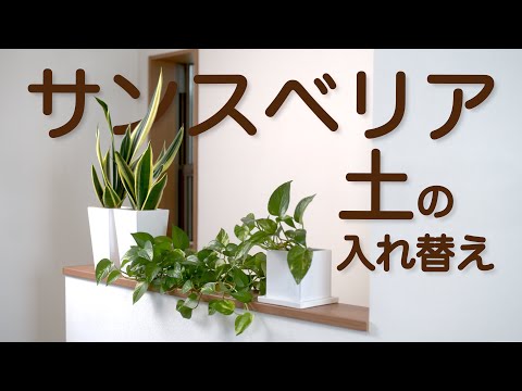 サンセベリアの土はこれで決まり！水はけ抜群の自作配合と市販品の選び方