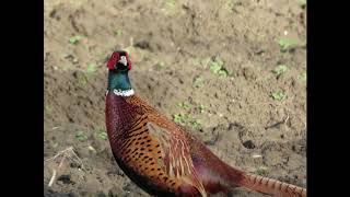 Canon Sx70 Hs Photo Samples