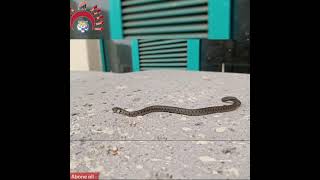 Yılan Yakaladık Doğaya Saldık Snake