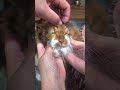 撫でるだけで面白くなってしまう猫 #柴犬スティーブ