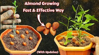 Almond Germination  Most Effective Way To Grow Almond Plant From Seeds #AlmondVariety