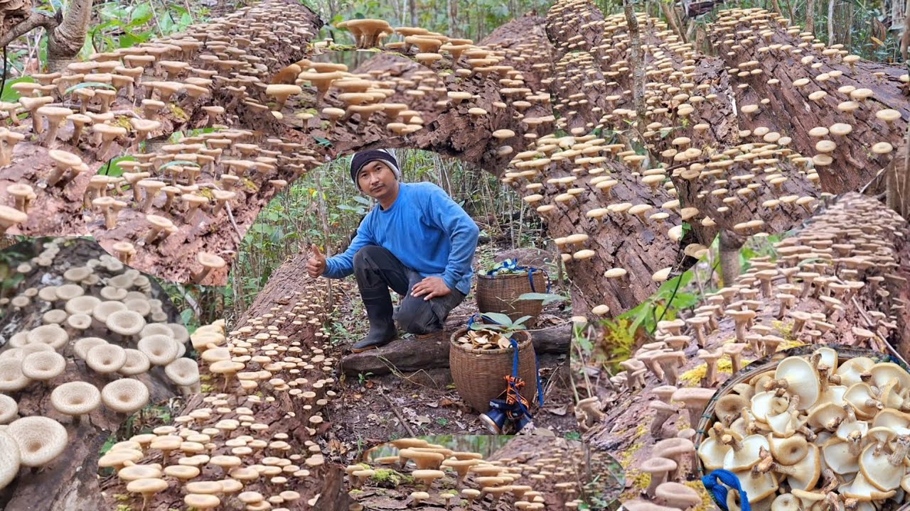 อลังการสุดยอด!!เจอจังๆขอนบินทุกขอนเอากลับแทบจะไม่ไหวหมานเป็นสอบ