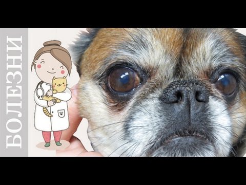 Видео: Кисты радужки у собак - Проблемы с глазами собаки