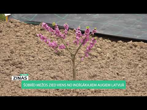 ReTV: Šobrīd mežos zied viens no indīgākajiem augiem Latvijā